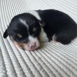 Luigi - Black and tan male Pembroke Welsh Corgi puppy in Lake City, Minnesota from Lake Pepin Corgi's