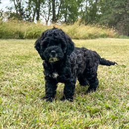 Watson - Black male Cockapoo puppy in Beresford, South Dakota from DAKOTA DOOD RANCH