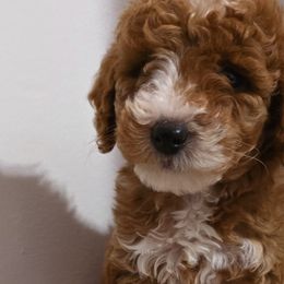 Boy 3 - Goldendoodle puppy from 4goldendoodles