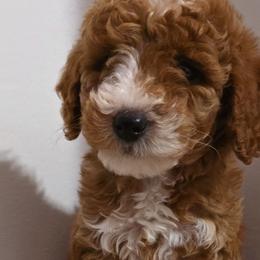 Boy 3 - Goldendoodle puppy from 4goldendoodles
