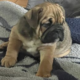 Chloe - Fawn Bulldog puppy in Pittsfield, Massachusetts from Berkshire Bulldogs