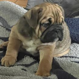 Chloe - Fawn Bulldog puppy in Pittsfield, Massachusetts from Berkshire Bulldogs