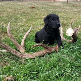 Labrador Retriever Puppies from Deer Creek sport dogs
