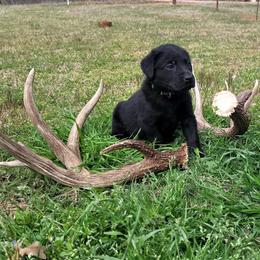 Labrador Retriever Puppies from Deer Creek sport dogs