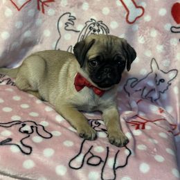 Pug Puppies from Berg Family