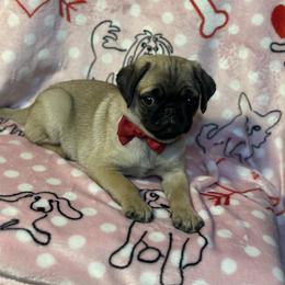 Pug Puppies from Berg Family