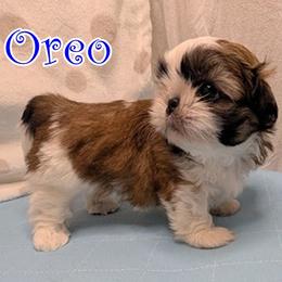 Oreo - Gold and white male Shih Tzu puppy in Surprise, Arizona from Arizona Shih Tzu