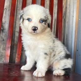 Wind - Blue merle male Miniature Australian Shepherd puppy in Loretto, Tennessee from K Kountry Farm