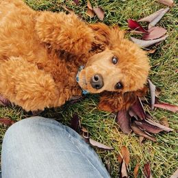 Poodle All Grown Up from Teton Poodles