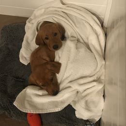 Labrador Retriever Puppies from Mountain Top View Fox Red Labs