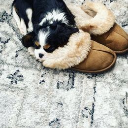 Cavalier King Charles Spaniel Puppies from Cassie’s Cavaliers