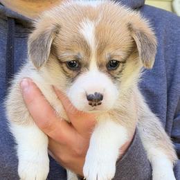 Purple - Red female Pembroke Welsh Corgi puppy in Cumming, Georgia from Cottage Hill Corgis