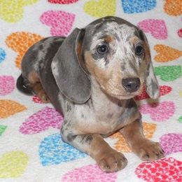Dachshund Puppies from Cranberry Dachshunds