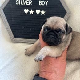 Silver boy - Silver male Pug puppy in Norborne, Missouri from Pug Palace