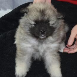 Girl 1 - Black and silver female Keeshond puppy in Fayetteville, Tennessee from Erbekees-Keeshonden