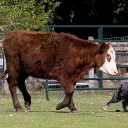 Australian Shepherds from Spangle Creek Aussies
