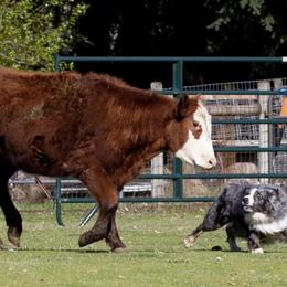 Australian Shepherds from Spangle Creek Aussies
