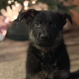 German Shepherds from Amanda's German Shepherds