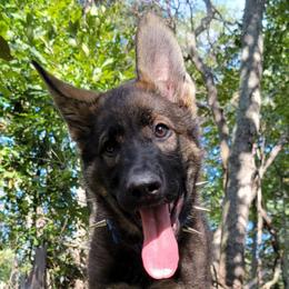 Zane - Sable male German Shepherd puppy in Augusta, West Virginia from Cricket Hollow Canines