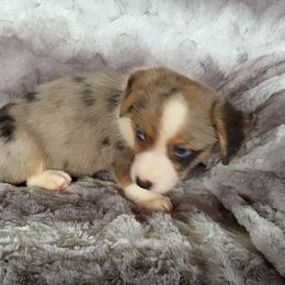 Boy 1 - Blue merle and white male Cardigan Welsh Corgi puppy in Huntington Beach, California from Victory Crown