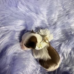 Boy 1 - Gold and white male Shih Tzu puppy in Port Orchard, Washington from Buttons N Bows