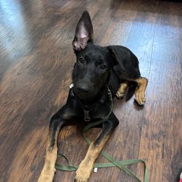 Shadow - Black brindle male Dutch Shepherd puppy in Atlanta, Georgia from Elyon Kennels