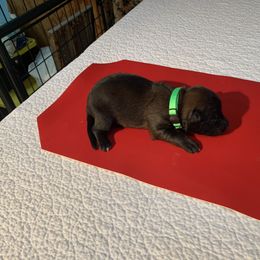 Belgian Malinois Puppies from Akadamie Belgian Malinois'