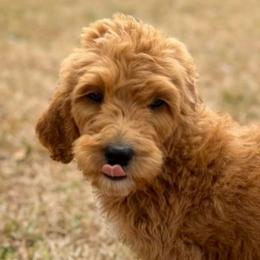 North- purple - Red  female Goldendoodle puppy in Bogue Chitto, Mississippi from Valentine Kennels