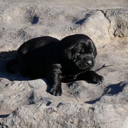 Swan - Black female Labrador Retriever puppy in Buffalo Valley, Tennessee from Buffalo Valley Breeders