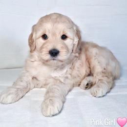 Pink Girl - Cream female Goldendoodle puppy in Rochester, New York from Sandy Creek Doodles