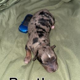 Bentley - Blue merle male Toy Australian Shepherd puppy in Medical Lake, Washington from MAS Gone Rogue