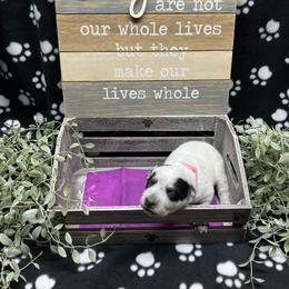 Juneau - Blue speckled female Australian Cattle Dog puppy in Saint Albans, Maine from Australian Cattle Cuties and littles