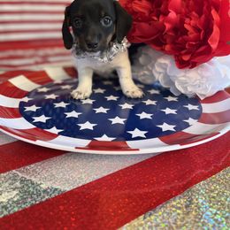 Girl 1 - Dachshund puppy in Missoula, Montana from Rocky Mountain Dachshunds