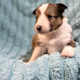 Bronco - Sable and white male Shetland Sheepdog puppy in Aberdeen, Idaho from Willow Creek Cresteds