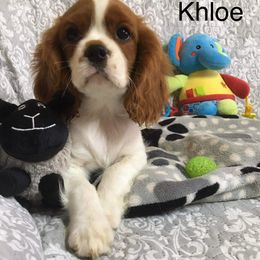 Cavalier King Charles Spaniel Puppies from Hungarian Cavaliers of Nashville