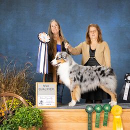 Australian Shepherd Puppies from Cu2 Aussies