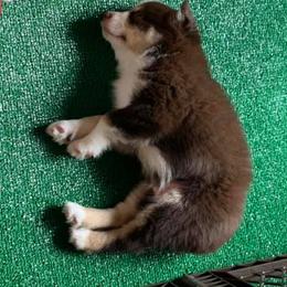 Miniature Australian Shepherds from Morgan Hill Aussies