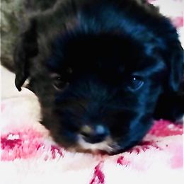 Daisy - Lhasa Apso puppy from Cynthia's Lhasa Apsos