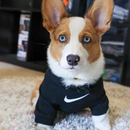 American Corgi, Cardigan Welsh Corgi, and Pembroke Welsh Corgi Puppies from Chloe's Colorful Corgis
