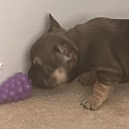 French Bulldog Puppies from Elm Frenchie Quarters