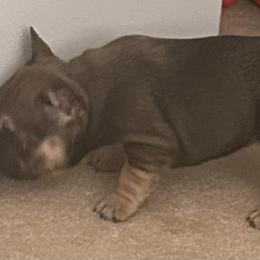 French Bulldog Puppies from Elm Frenchie Quarters