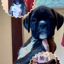 Goldy - Brindle female Boxer puppy in Hutchinson, Kansas from 4Ever Boxer’s
