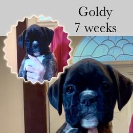 Goldy - Brindle female Boxer puppy in Hutchinson, Kansas from 4Ever Boxer’s