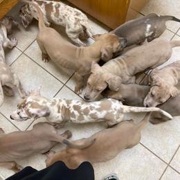 Great Dane Puppies from Reagan’s Danes