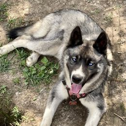 Cece - Siberian Husky
