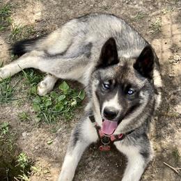 Cece - Siberian Husky