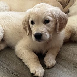 Golden Retriever Puppies from Mia Ragazza Golden Retrievers