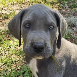 Great Danes from Blue Angel Great Danes