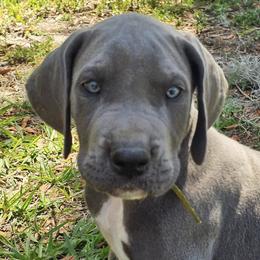 Great Danes from Blue Angel Great Danes
