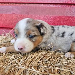 Honey - Blue merle female Miniature Australian Shepherd puppy in Dunnellon, Florida from Ever After Mini Aussies